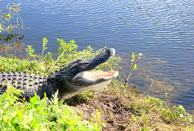 Fakahatchee Strand Preserve State Park