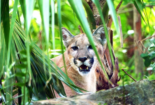 Naples Zoo in Naples, FL