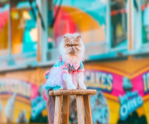 Even cats get grumpy. There's a day for that! Starfleet Pet photo by Reba Spike, via Flickr 2.0