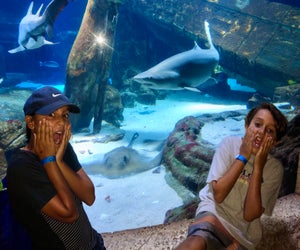 It's Shark Week! Photo by Jaime Summersille for Mommy Poppins