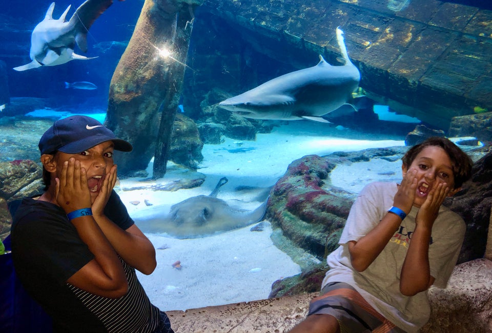 It's Shark Week! Photo by Jaime Summersille for Mommy Poppins