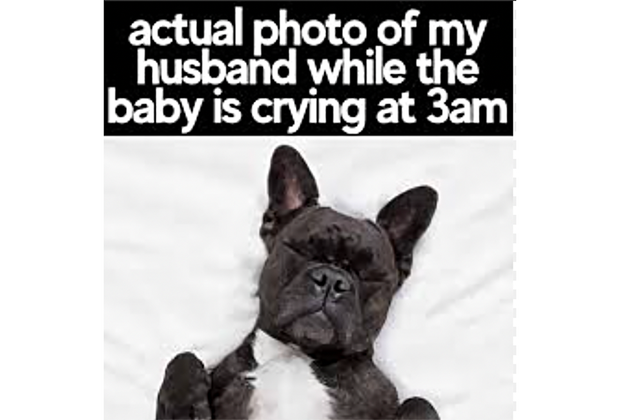 funny dad dog meme