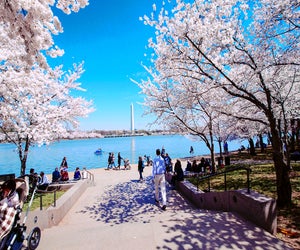 Visit DC in the spring for warm temps and maybe even cherry blossoms. Photo by m01229 via Flickr