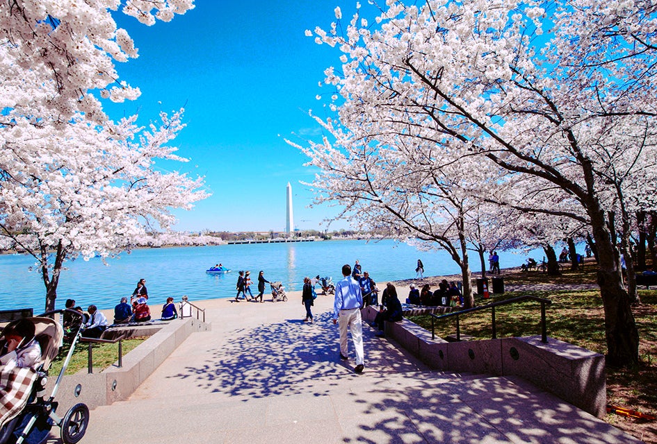 Visit DC in the spring for warm temps and maybe even cherry blossoms. Photo by m01229 via Flickr