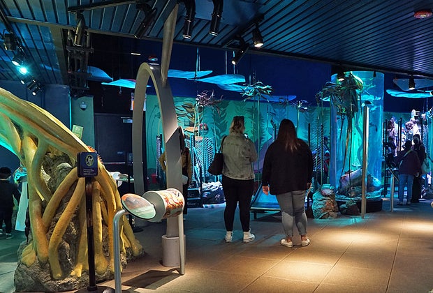 Little ones will delight in the brand new underwater play space at the New York Aquarium