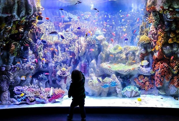Boston ​Spring Break April 2025 New England Aquarium