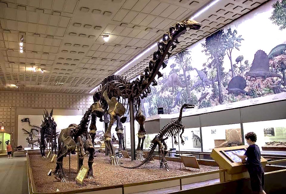 See extraordinary sights and find fun things to do when visiting New Haven with kids.The Peabody Museum. Photo courtesy of the museum