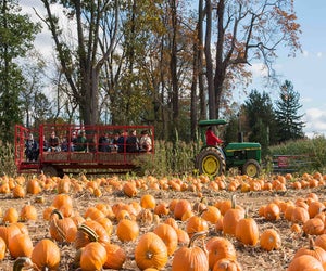 Head to Stony Hills Farms this weekend for hayrides, pumpkins, a corn maze, and more fall fun! Photo courtesy of the farm