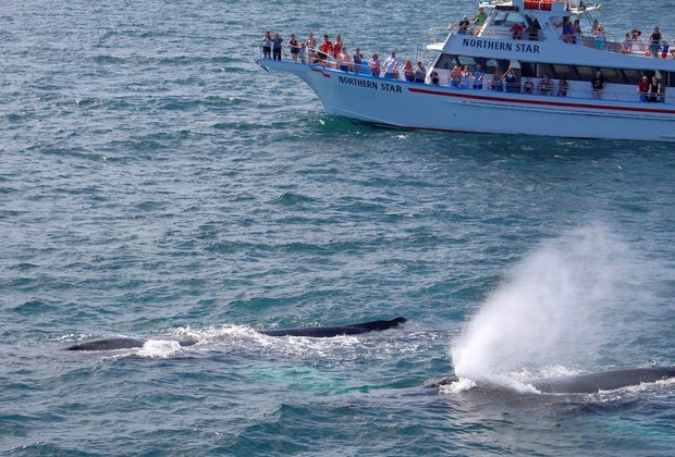 Image of Whale Watch - Things To Do in Newburyport