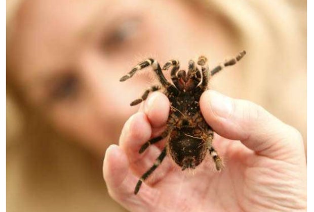 Spiders are the stars at the Natural History Museum.