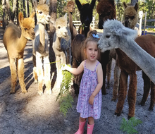 Meet, pet, walk, and feed the alpacas and more animal friends at Out of Sight Alpacas in Photo courtesy of the farm