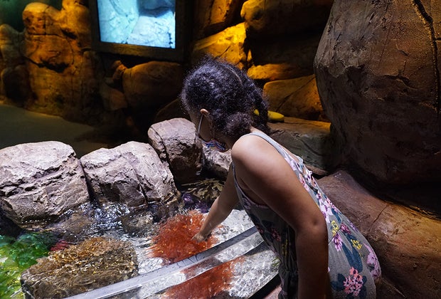 Animal encounters in New Jersey: Sea Life Aquarium Tiny Giants Touchpool