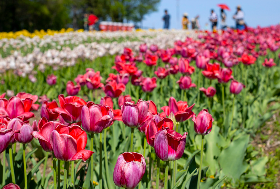 Spring is in the air and Heritage Farm & Garden is celebrating with a tulip festival in Muttontown.