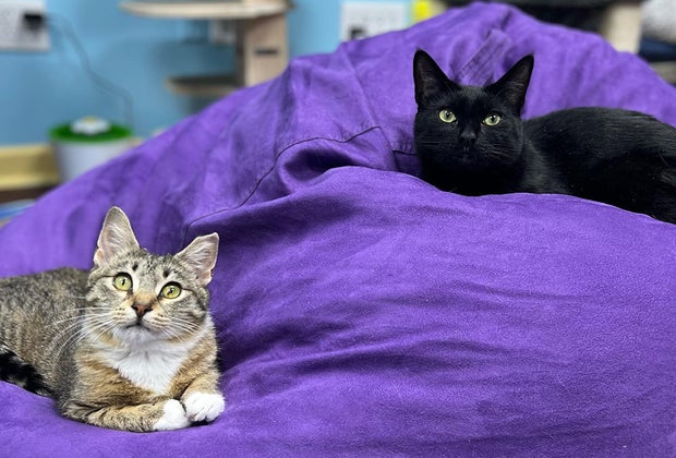 Catsbury Park is a fun Jersey Shore destination