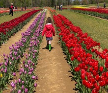 Row after row of tulips fills the fields at the stunning Holland Ridge Farms in Cream Ridge, New Jersey. Photo courtesy of the farm Row after row of tulips fills the fields at the stunning Holland Ridge Farms in Cream Ridge, New Jersey. Photo by Rose Gordon Sala