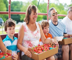 Pick some delicious, ripe strawberries at Johnson's Corner Farm in Medford this spring. Photo courtesy of the farm