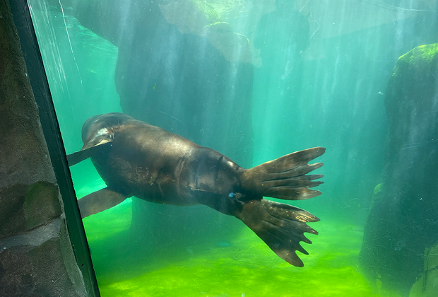 Sea Lion swimming