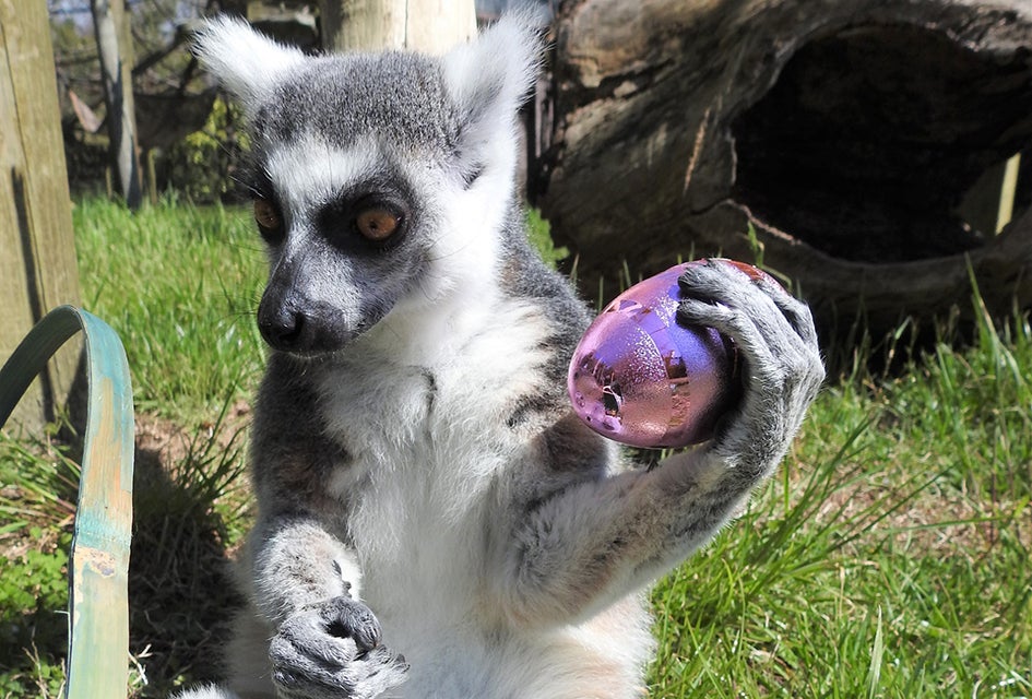 Love finding Easter eggs? Head to the egg hunt at Cape May County Zoo and Park. Photo courtesy of the park