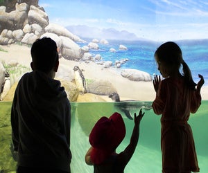 Spend a morning with the animals at Jenkinson's Aquarium. Photo courtesy of the aquarium