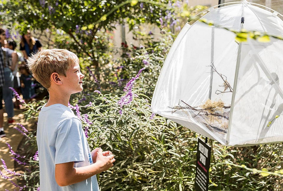  The Spider Pavilion creeps into September. Photo courtesy of the National History Museum of Los Angeles County.