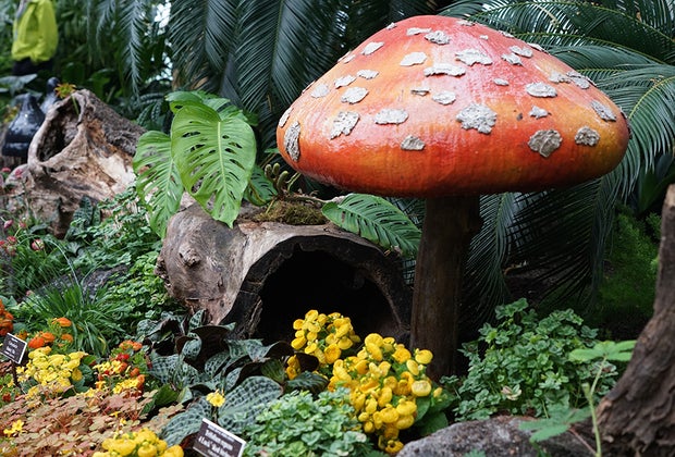 Wonderland: Curious Nature at NYBG