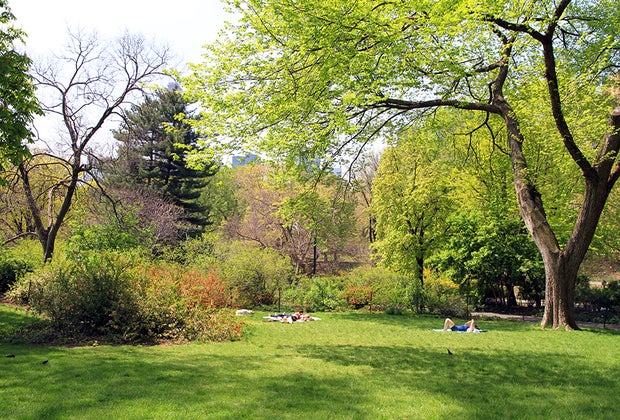 Picnic in Central Park: Strawberry Fields