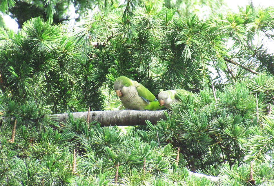 Eyes up, Brooklyn: Here's how you can spot the chattering, cheeky, monk parakeets that call the borough home. 