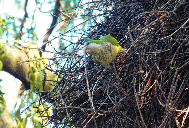 Hidden gem in NYC: The Monk Parakeets of Brooklyn