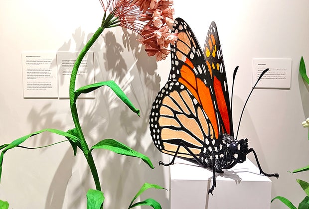 Exploring Imaginari Exhibit: Butterfly