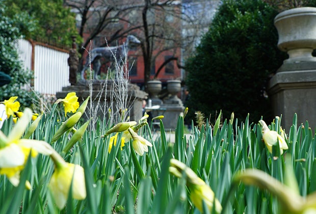 Things To Do in Little Italy with Kids: yellow tulips at Elizabeth Street Garden