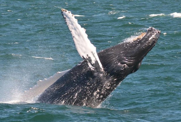 Whale watching near NYC Cape May Whale Watcher