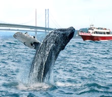 Join the Whale Watching Cruise with Event Cruises NYC, to witness whales breaching the surface of the water just outside city limits.