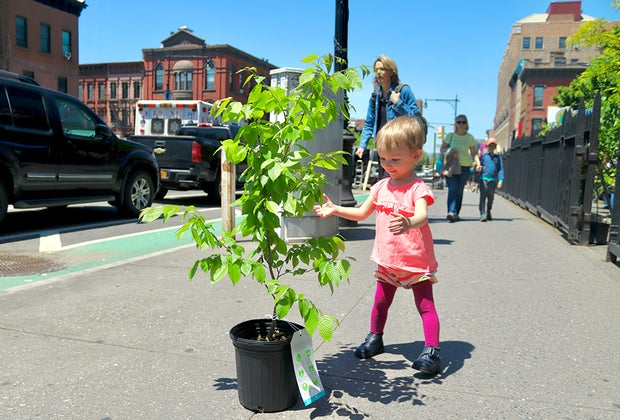Get a FREE Tree from NYRP