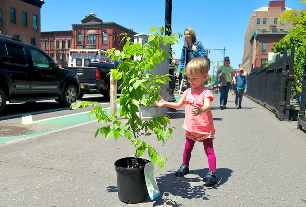 Tips for Living More Sustainably Every Day: Plant a Tree