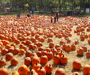October is pumpkin month at the Queens County Farm Museum. Enjoy wandering through the patch to find your perfect pumpkin. Photo courtesy of the farm