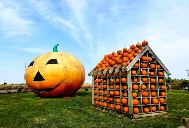 Best Pumpkin Patches Near Chicago