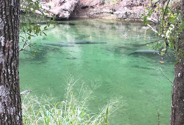 Spot a manatee at Blue Spring State Park.