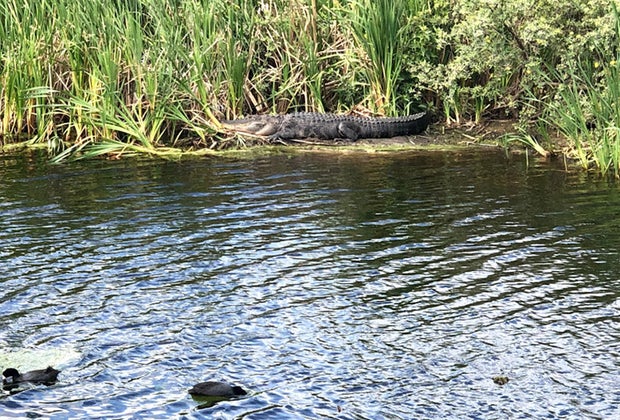 Lake Apopka Wildlife Drive Orlando Drive Through Safaris