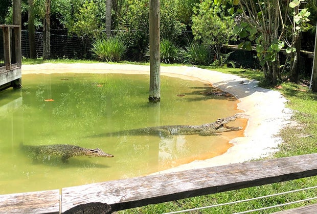 a pond with alligators