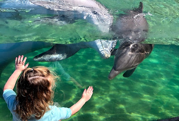 SeaWorld Orlando Meeting a dolphin