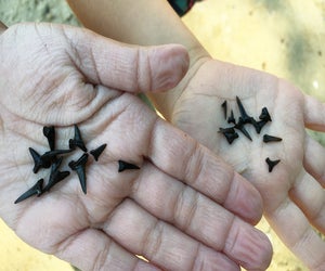 Read on to find the best shark tooth beaches in Florida! 