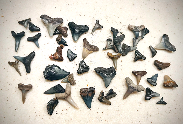 best beaches to find shark teeth in florida: shark teeth