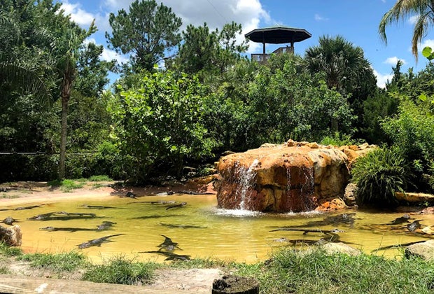 Gatorland Best Zoos, Aquariums, and Animal Encounters in Central Florida
