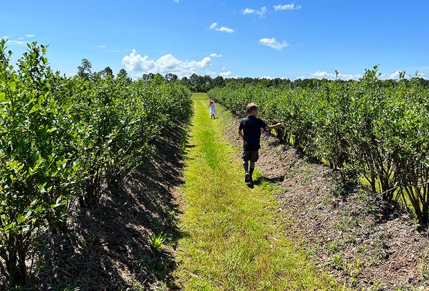blueberry picking at Far Reach Farms