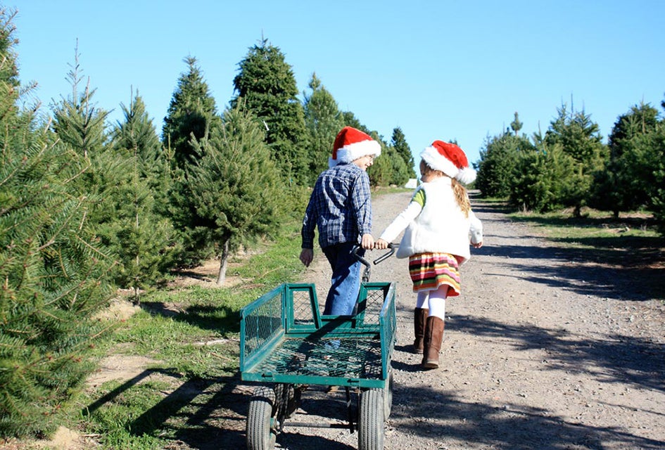 Families at Ergle Christmas Tree Farm work together to choose and cut their very own Christmas tree. Photo courtesy of the farm