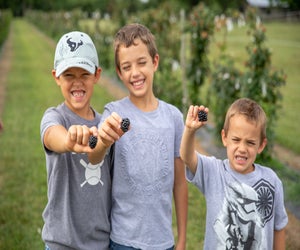 Go berry picking at P-6 Farms for a summer day trip from Houston. Photo courtesy the farm 