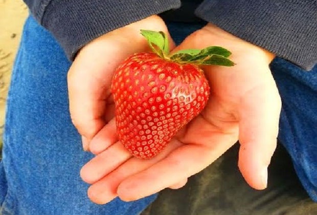 Strawberry picking kicks off the season at P-6 Farms.