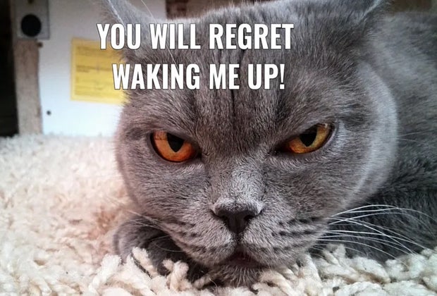 don't wake me cat meme