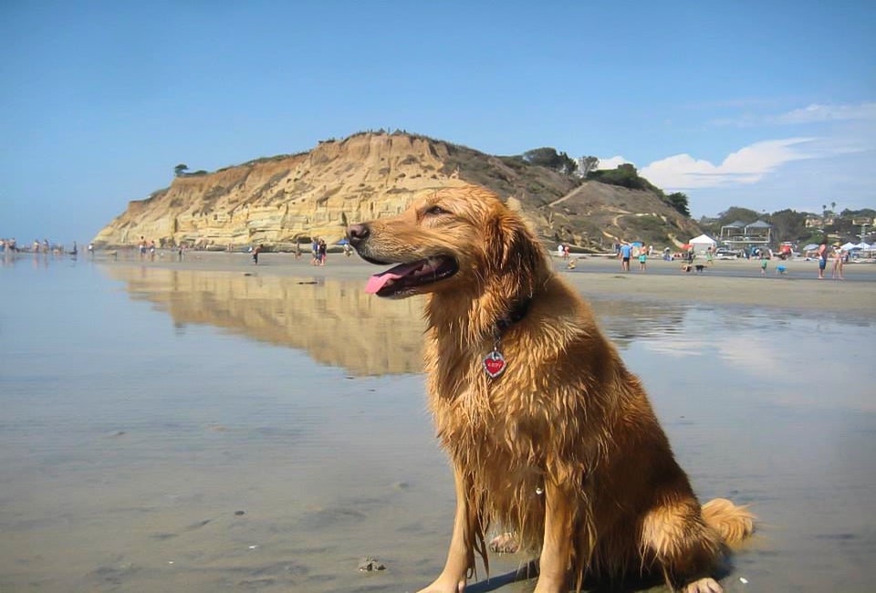 Abby the Dog at Delmar Beach; you can bring your adorable pup, too! Photo by Katie B. courtesy of delmar.ca.us