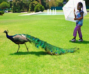 Peacock Day at the Los Angeles County Arboretum & Botanic Garden.  Photo by Ming-yen Hsu/Flickr/CC BY 2.0